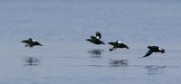 Black Guillemot (Cepphus grylle)