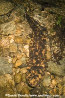 : Andrias japonicus; Japanese Giant Salamander