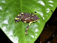 : Atelopus limosus