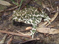 : Bufo variabilis; Variable Toad