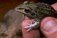 : Cyclorana alboguttata; Striped Burrowing Frog