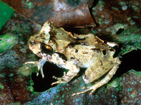 : Eleutherodactylus megacephalus