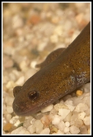 : Hynobius quelpaertensis