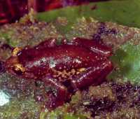 : Platypelis tsaratananaensis