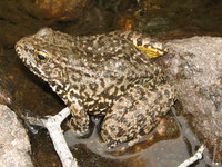 : Rana muscosa; Mountain Yellow-legged Frog