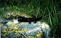 : Salamandra lanzai; Lanza's Alpine Salamander; Salamandra Di Lanza