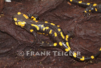 : Salamandra salamandra; Fire Salamander