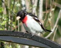 : Pheucticus ludovicianus; Rose-breasted Grosbeak