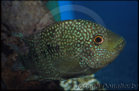 : Cichlasoma octofasciatum; Jack Dempsey Cichlid