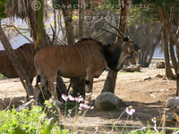 : Taurotragus derbianus ssp. gigas; Eastern Giant Eland