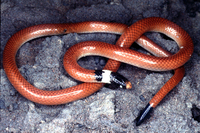 : Apostolepis cearensis