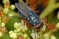 : Cochliomyia macellaria; Secondary Screw Worm