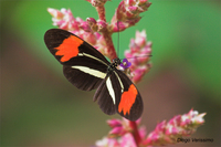 : Heliconius erato