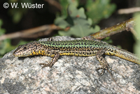 : Podarcis bocagei; Bocage's Wall Lizard