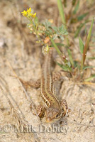 : Podarcis taurica; Balkan Wall Lizard