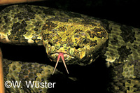 : Zhaoermia mangshanensis; Mangshan Pitviper