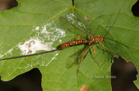 : Megarhyssa sp.; Giant Ichneumon Wasp