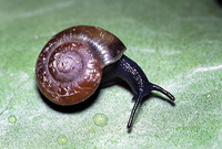 : Aegopinella nitidula; Waxy Glass-snail