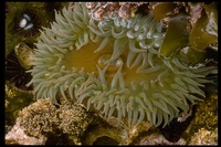 : Anthopleura xanthogrammica; Giant Green Sea Anemone