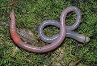 : Arctiostrotus vancouverensis; Earthworm