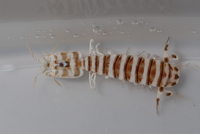 : Lysiosquillina sulcata