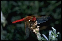 : Sympetrum illotum; Dusty Skimmer