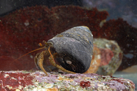 : Pagurus granosimanus; Grainyhand Hermit Crab