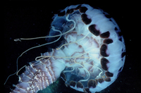 : Pelagia colorata; Purple-striped Jellyfish