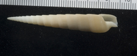 : Terebra cingulifera