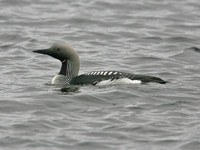 Black-throated Diver