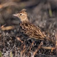 Oriental Skylark Scientific name - Alauda gulgula wolfei(endemic race)