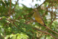 Cinerous Bunting