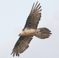 Lammergeier