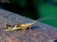 Limnephilus lunatus Foto/billede af