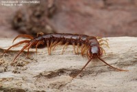 Stenskolopender (Lithobius forficatus) Foto/billede af