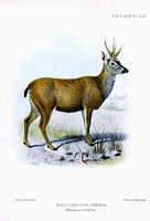 chilian guemal