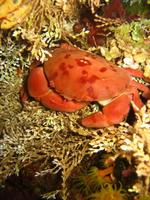 Atergatis subdentatus
