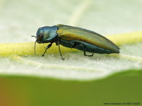 Agrilus subauratus