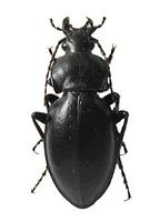 Carabus hungaricus