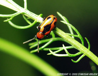 Crioceris quinquepunctata