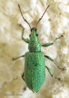 Phyllobius maculicornis
