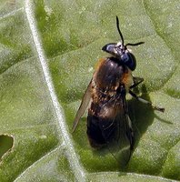 Heptatoma pellucens