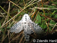 Zeuzera pyrina - Leopard Moth