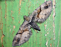 Eupithecia sinuosaria - Goosefoot Pug