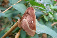 Lasiocampa trifolii - Grass Eggar