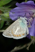 Aricia eumedon - Geranium Argus