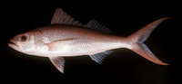 Etelis coruscans, Flame snapper: fisheries, gamefish, bait