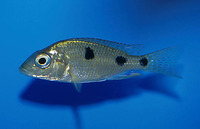 Otopharynx tetrastigma, : aquarium