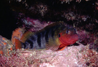 Labrisomus nuchipinnis, Hairy blenny: aquarium