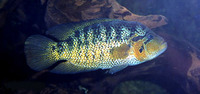 Parachromis motaguensis, False yellowjacket cichlid: aquaculture